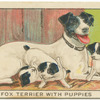 Fox Terrier with Puppies.