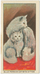 Blue Persian Cat wih Kitten.