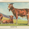 Goats.