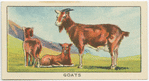 Goats.