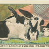 Dutch and Old English Rabbits.