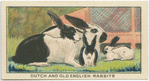 Dutch and Old English Rabbits.
