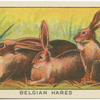 Belgian Hares.