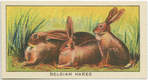 Belgian Hares.