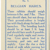 Belgian Hares.