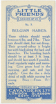 Belgian Hares.