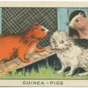 Guinea-Pigs.
