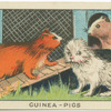 Guinea-Pigs.