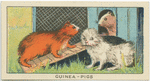 Guinea-Pigs.