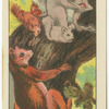 Red and Grey Squirrels.