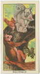 Red and Grey Squirrels.