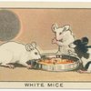 White Mice.