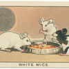 White Mice.