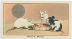 White Mice.
