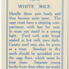White Mice.