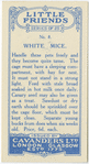 White Mice.