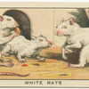 White Rats.