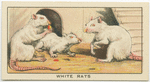 White Rats.
