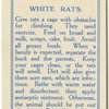 White Rats.
