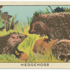 Hedgehogs.