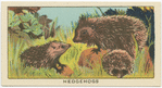 Hedgehogs.