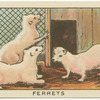 Ferrets.