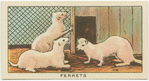 Ferrets.