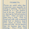 Ferrets.