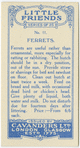 Ferrets.