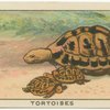 Tortoises.