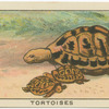 Tortoises.