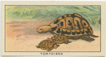 Tortoises.