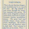 Tortoises.