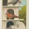 Homer and Fantail Pigeons.