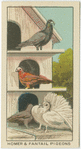 Homer and Fantail Pigeons.
