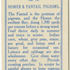 Homer and Fantail Pigeons.