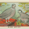 Ring Doves.