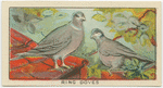 Ring Doves.