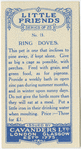 Ring Doves.