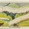 Silkworms.
