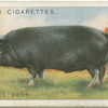 Berkshire boar.