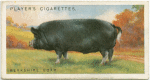 Berkshire boar.
