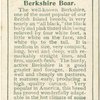 Berkshire boar.