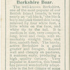 Berkshire boar.