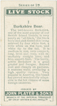 Berkshire boar.