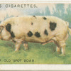 Gloucester Old Spot boar.