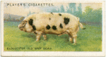 Gloucester Old Spot boar.