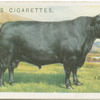Aberdeen Angus bull.
