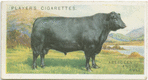 Aberdeen Angus bull.