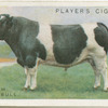 British Friesian bull.